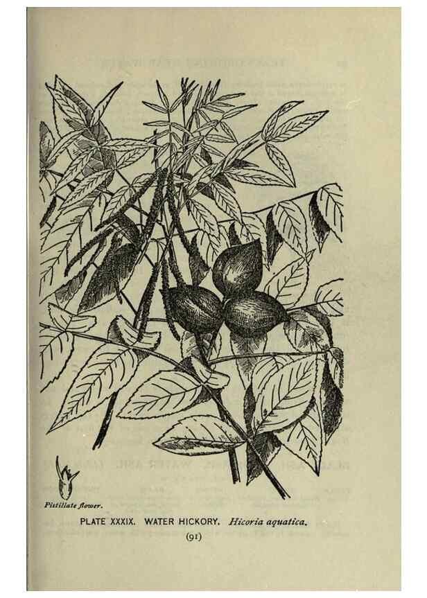 Reproducción/Reproduction 8435925934: A guide to the trees;. New YorkF.A. Stokes[c1900]