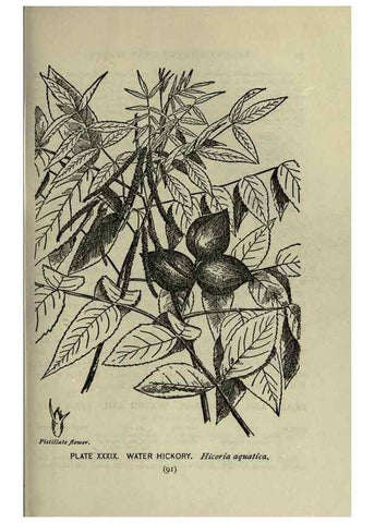 Reproducción/Reproduction 8435925934: A guide to the trees;. New YorkF.A. Stokes[c1900]