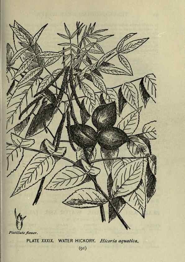 Reproducción/Reproduction 8435925934: A guide to the trees;. New YorkF.A. Stokes[c1900]