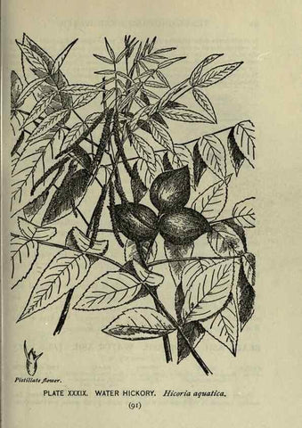 Reproducción/Reproduction 8435925934: A guide to the trees;. New YorkF.A. Stokes[c1900]