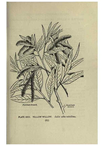 Reproducción/Reproduction 8435919376: A guide to the trees;. New YorkF.A. Stokes[c1900]