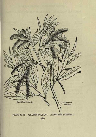Reproducción/Reproduction 8435919376: A guide to the trees;. New YorkF.A. Stokes[c1900]