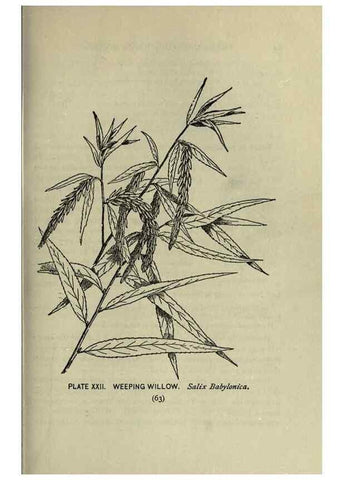 Reproducción/Reproduction 8435919052: A guide to the trees;. New YorkF.A. Stokes[c1900]