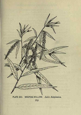 Reproducción/Reproduction 8435919052: A guide to the trees;. New YorkF.A. Stokes[c1900]