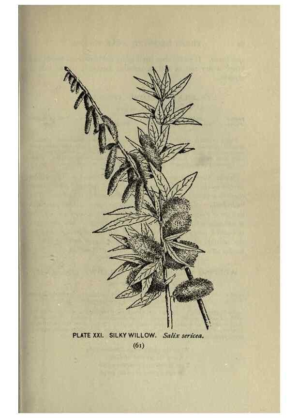 Reproducción/Reproduction 8435918678: A guide to the trees;. New YorkF.A. Stokes[c1900]