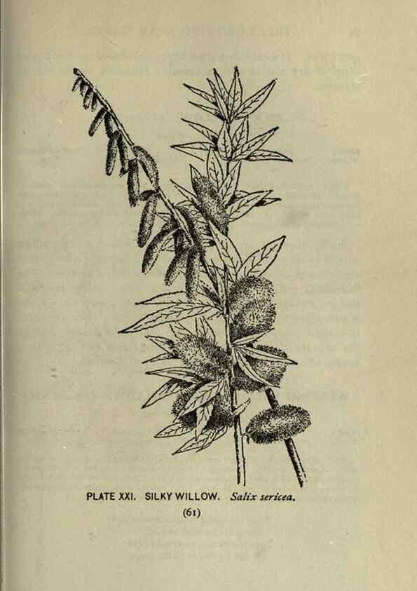 Reproducción/Reproduction 8435918678: A guide to the trees;. New YorkF.A. Stokes[c1900]