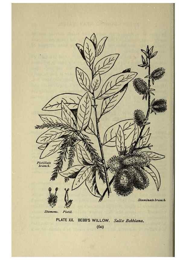 Reproducción/Reproduction 8435918132: A guide to the trees;. New YorkF.A. Stokes[c1900]