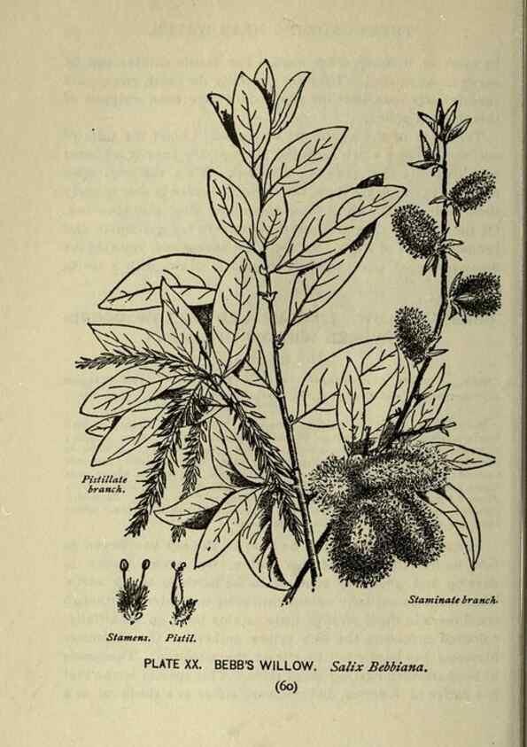 Reproducción/Reproduction 8435918132: A guide to the trees;. New YorkF.A. Stokes[c1900]