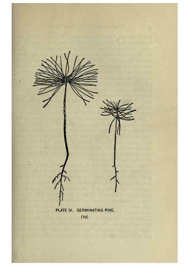 Reproducción/Reproduction 8434827081: A guide to the trees;. New YorkF.A. Stokes[c1900]