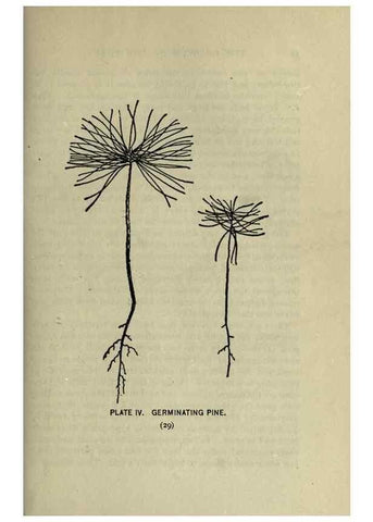 Reproducción/Reproduction 8434827081: A guide to the trees;. New YorkF.A. Stokes[c1900]