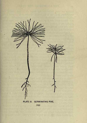 Reproducción/Reproduction 8434827081: A guide to the trees;. New YorkF.A. Stokes[c1900]