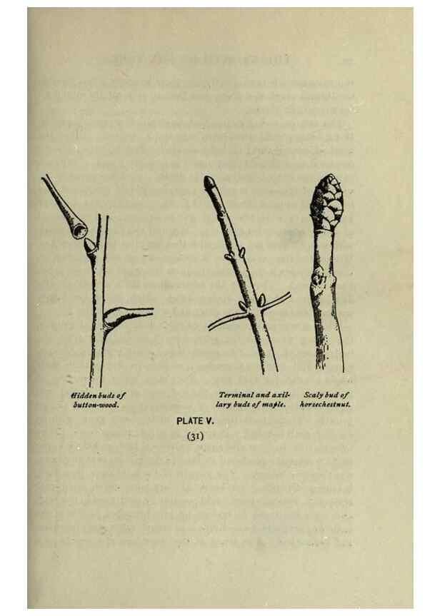 Reproducción/Reproduction 8434827513: A guide to the trees;. New YorkF.A. Stokes[c1900]