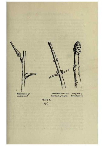 Reproducción/Reproduction 8434827513: A guide to the trees;. New YorkF.A. Stokes[c1900]