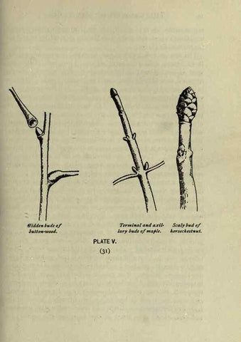 Reproducción/Reproduction 8434827513: A guide to the trees;. New YorkF.A. Stokes[c1900]