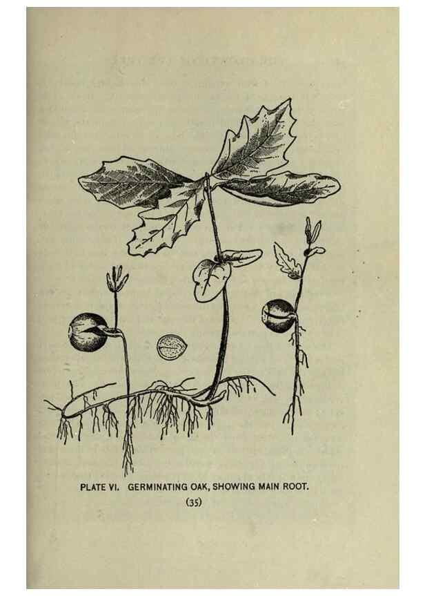 Reproducción/Reproduction 8435912432: A guide to the trees;. New YorkF.A. Stokes[c1900]