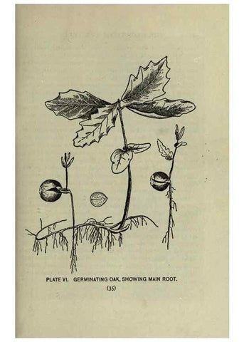 Reproducción/Reproduction 8435912432: A guide to the trees;. New YorkF.A. Stokes[c1900]