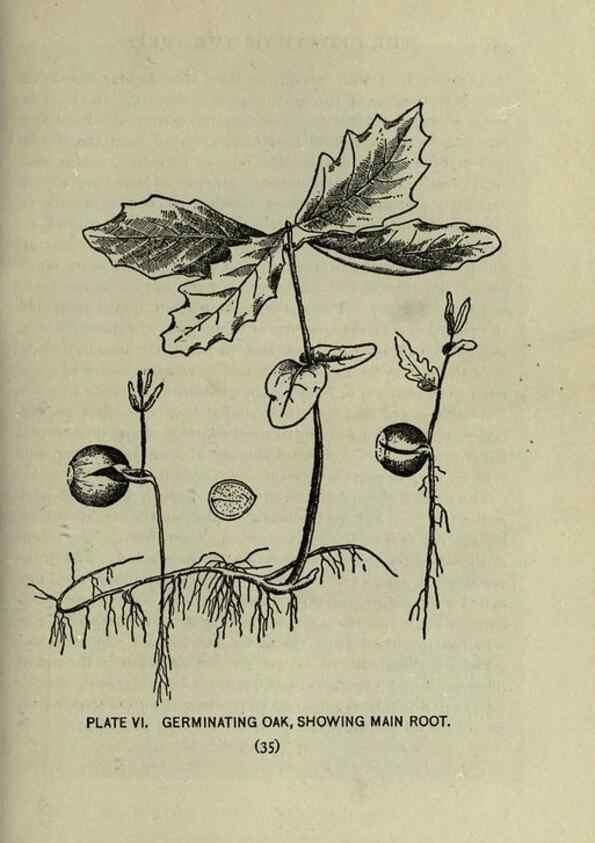 Reproducción/Reproduction 8435912432: A guide to the trees;. New YorkF.A. Stokes[c1900]
