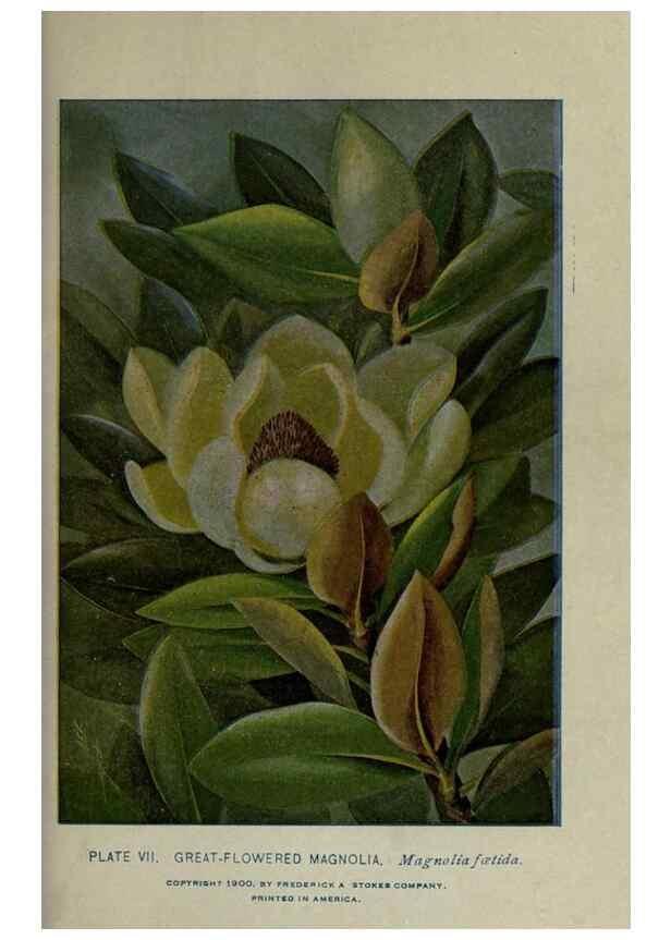 Reproducción/Reproduction 8435912776: A guide to the trees;. New YorkF.A. Stokes[c1900]