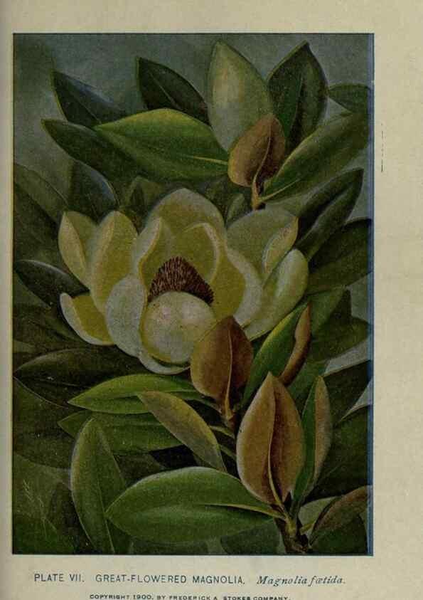 Reproducción/Reproduction 8435912776: A guide to the trees;. New YorkF.A. Stokes[c1900]