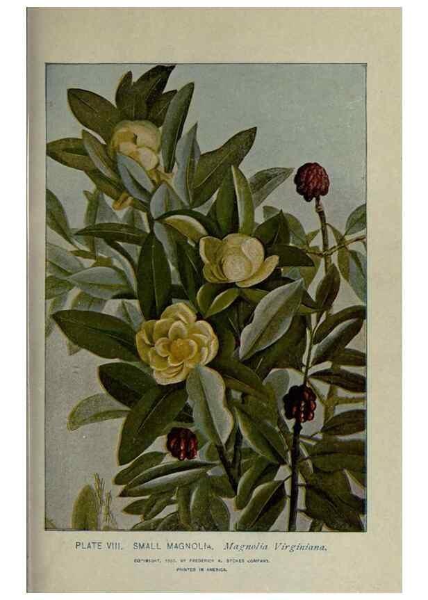 Reproducción/Reproduction 8434828799: A guide to the trees;. New YorkF.A. Stokes[c1900]