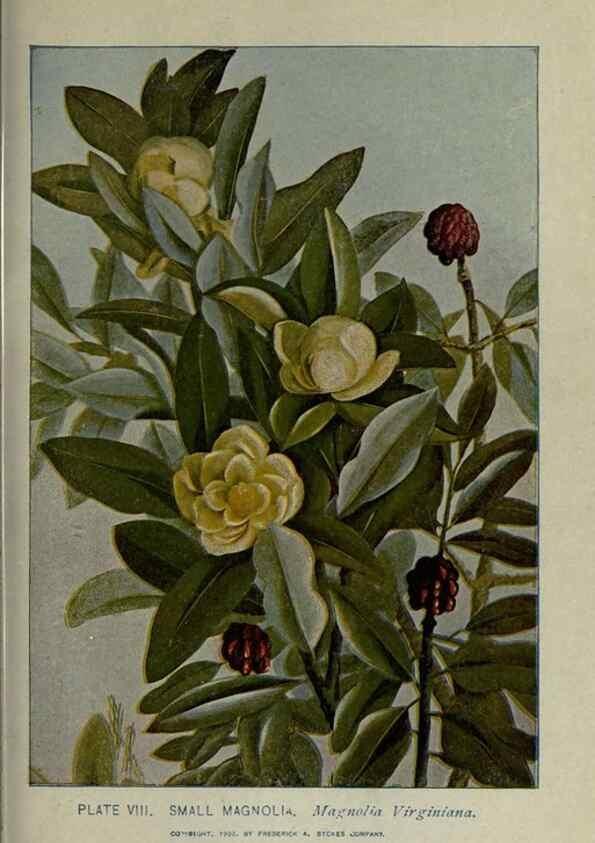 Reproducción/Reproduction 8434828799: A guide to the trees;. New YorkF.A. Stokes[c1900]