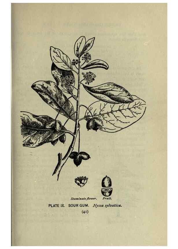 Reproducción/Reproduction 8434829287: A guide to the trees;. New YorkF.A. Stokes[c1900]