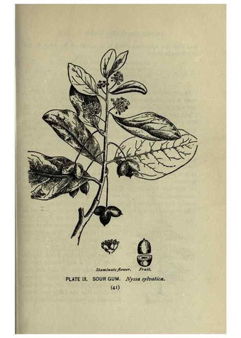 Reproducción/Reproduction 8434829287: A guide to the trees;. New YorkF.A. Stokes[c1900]