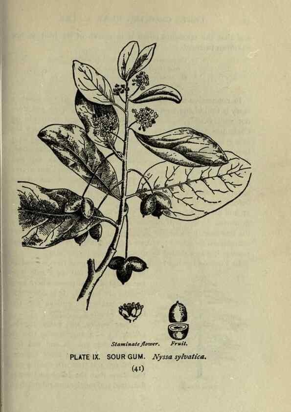 Reproducción/Reproduction 8434829287: A guide to the trees;. New YorkF.A. Stokes[c1900]