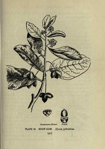 Reproducción/Reproduction 8434829287: A guide to the trees;. New YorkF.A. Stokes[c1900]