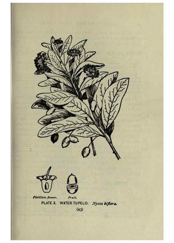 Reproducción/Reproduction 8434829629: A guide to the trees;. New YorkF.A. Stokes[c1900]