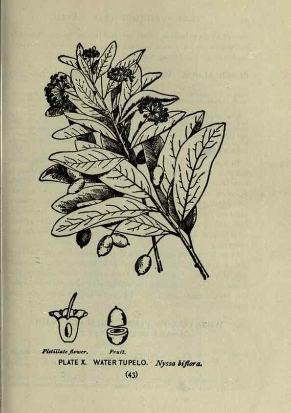Reproducción/Reproduction 8434829629: A guide to the trees;. New YorkF.A. Stokes[c1900]