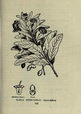 Reproducción/Reproduction 8434829629: A guide to the trees;. New YorkF.A. Stokes[c1900]