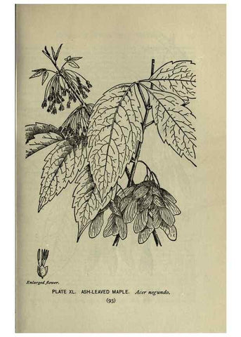 Reproducción/Reproduction 8435926394: A guide to the trees;. New YorkF.A. Stokes[c1900]