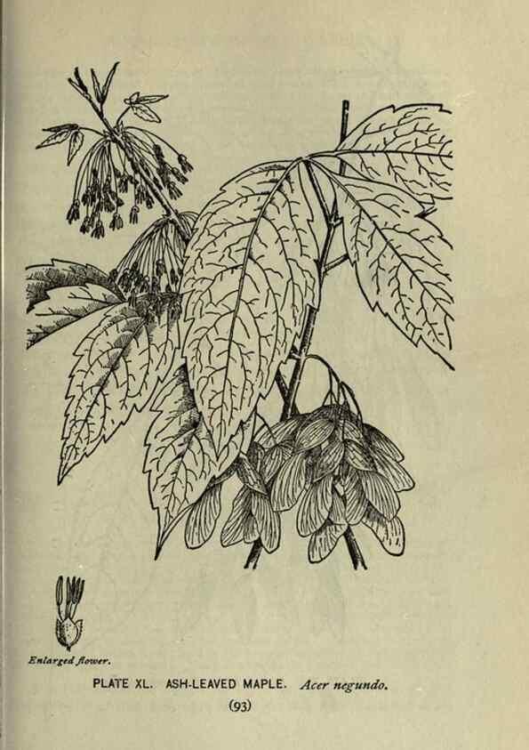 Reproducción/Reproduction 8435926394: A guide to the trees;. New YorkF.A. Stokes[c1900]