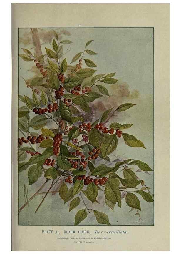 Reproducción/Reproduction 8434830131: A guide to the trees;. New YorkF.A. Stokes[c1900]