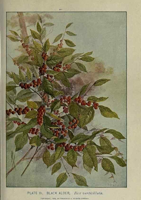Reproducción/Reproduction 8434830131: A guide to the trees;. New YorkF.A. Stokes[c1900]