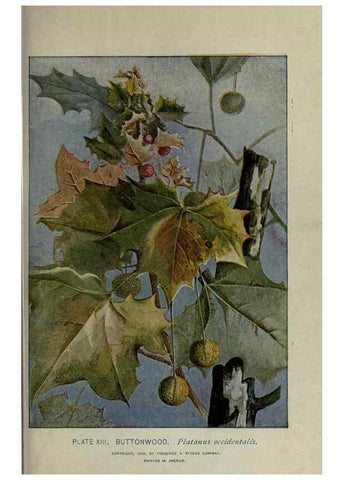 Reproducción/Reproduction 8434830805: A guide to the trees;. New YorkF.A. Stokes[c1900]