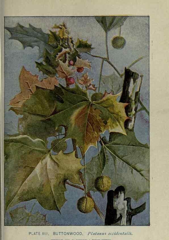 Reproducción/Reproduction 8434830805: A guide to the trees;. New YorkF.A. Stokes[c1900]