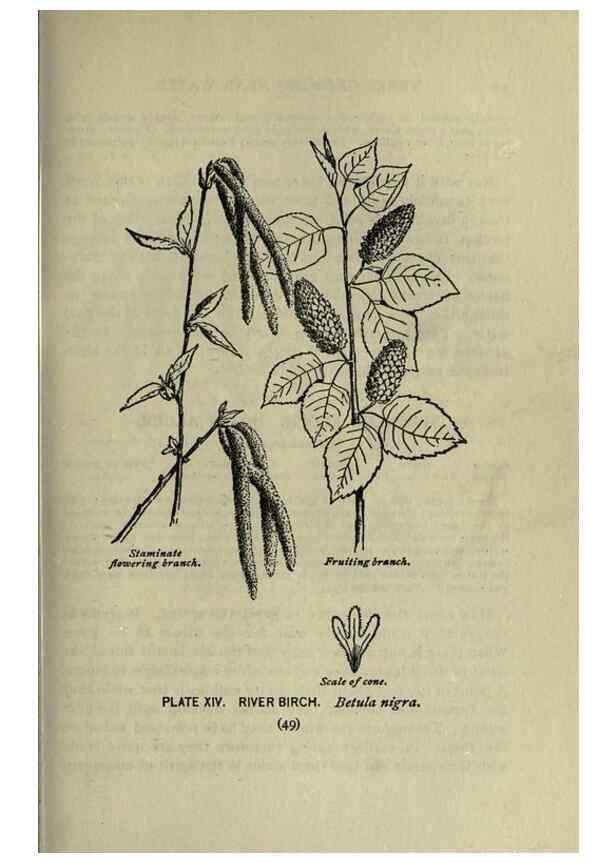 Reproducción/Reproduction 8434831105: A guide to the trees;. New YorkF.A. Stokes[c1900]