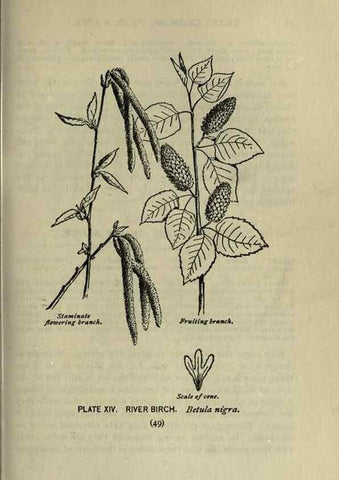 Reproducción/Reproduction 8434831105: A guide to the trees;. New YorkF.A. Stokes[c1900]