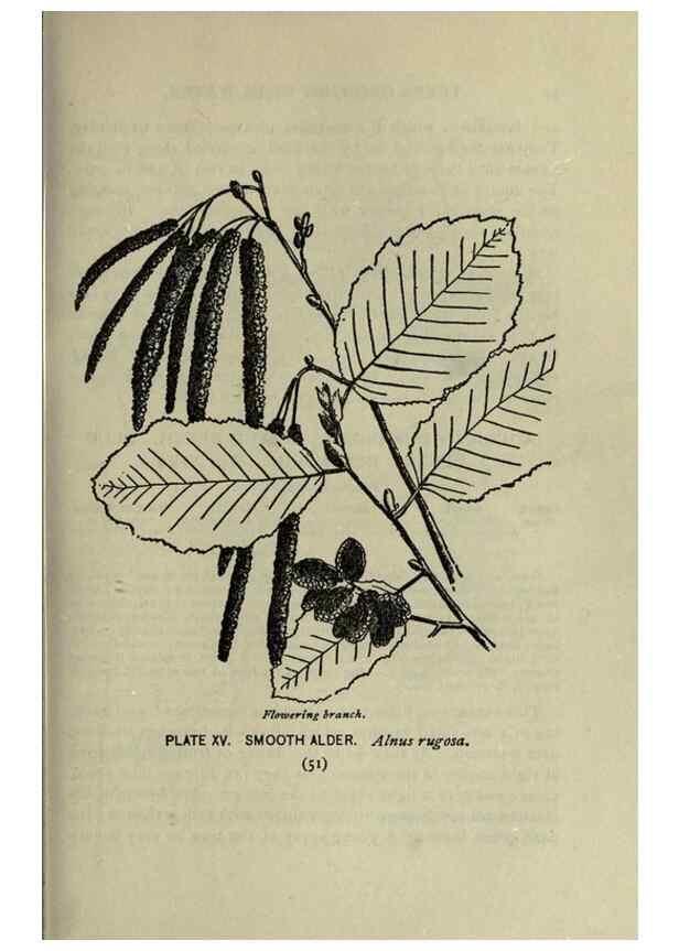 Reproducción/Reproduction 8435916010: A guide to the trees;. New YorkF.A. Stokes[c1900]
