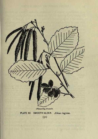 Reproducción/Reproduction 8435916010: A guide to the trees;. New YorkF.A. Stokes[c1900]