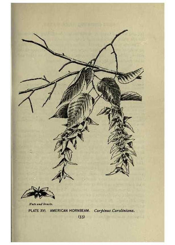 Reproducción/Reproduction 8434832321: A guide to the trees;. New YorkF.A. Stokes[c1900]