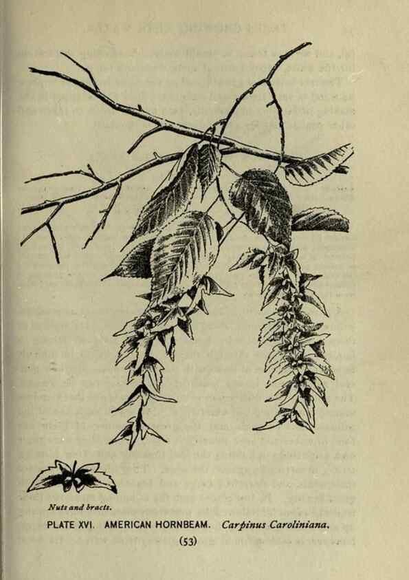 Reproducción/Reproduction 8434832321: A guide to the trees;. New YorkF.A. Stokes[c1900]