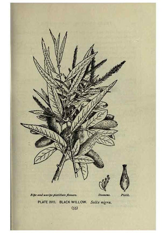 Reproducción/Reproduction 8434832699: A guide to the trees;. New YorkF.A. Stokes[c1900]