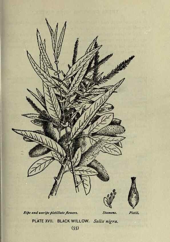 Reproducción/Reproduction 8434832699: A guide to the trees;. New YorkF.A. Stokes[c1900]