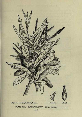 Reproducción/Reproduction 8434832699: A guide to the trees;. New YorkF.A. Stokes[c1900]