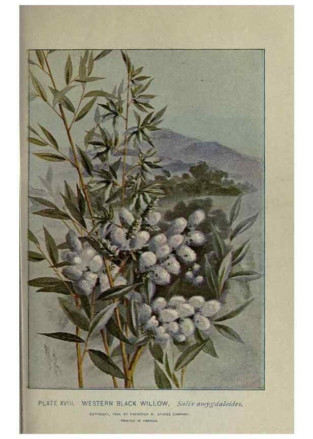 Reproducción/Reproduction 8434833187: A guide to the trees;. New YorkF.A. Stokes[c1900]
