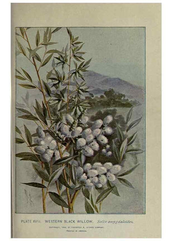 Reproducción/Reproduction 8434833187: A guide to the trees;. New YorkF.A. Stokes[c1900]