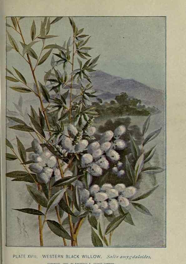 Reproducción/Reproduction 8434833187: A guide to the trees;. New YorkF.A. Stokes[c1900]